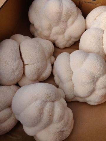 1 kg organic Lions Mane fra Funga Farm